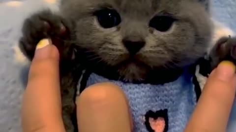 Funny Cute Pets Kittens Puppy I Funny Pets I Funny Puppy I Cute Kitten