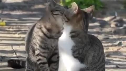 Best Funny Animal Videos