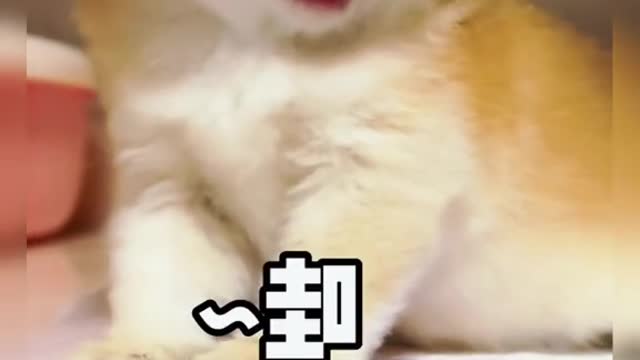 Wawawawawawa#pet #cat #fyp #foryou #cute