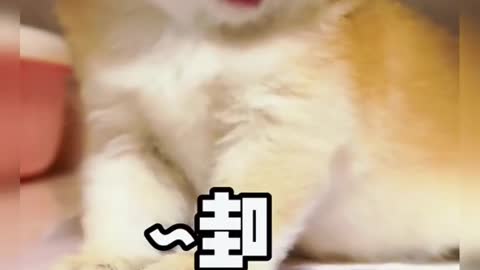 Wawawawawawa#pet #cat #fyp #foryou #cute