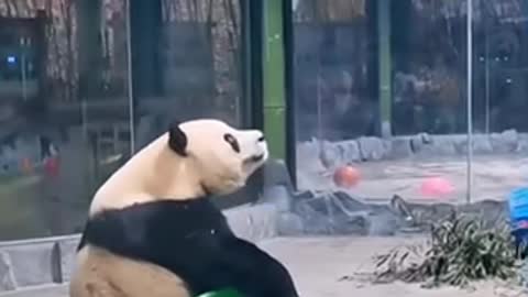 cute panda 🐼