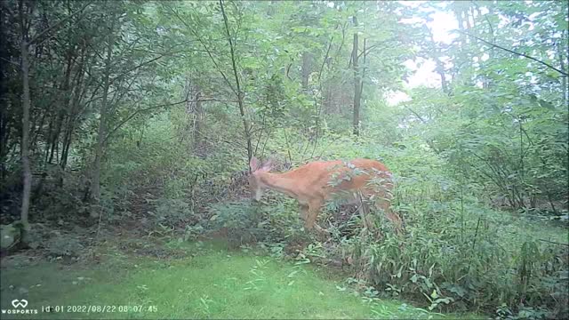 Backyard Trail Cams - Doe Browsing in Back Yard