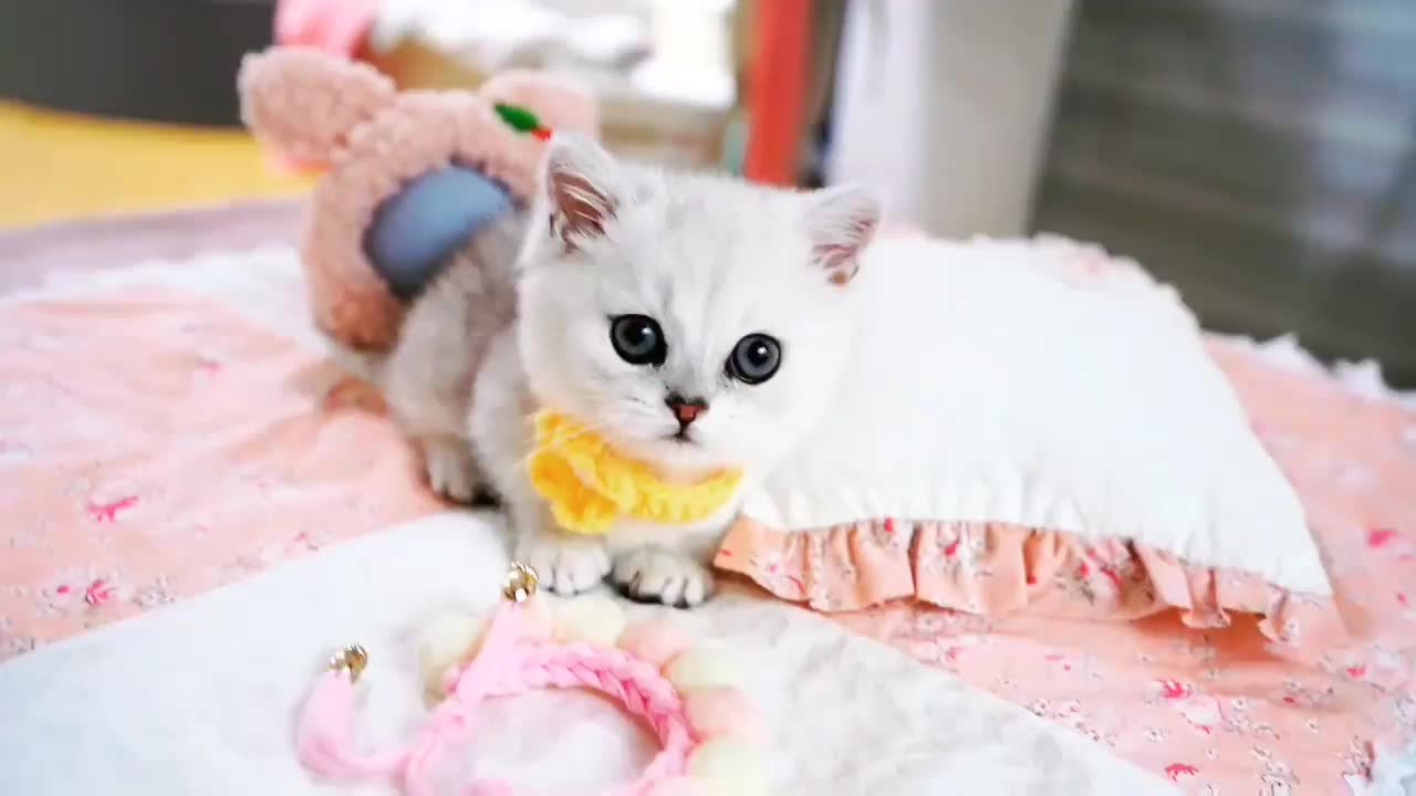 Baby Cats - Cute and Funny Cat Video #cute #funny #animals
