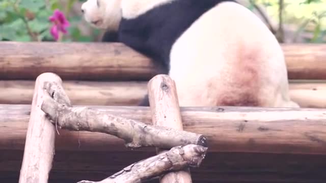 What's on the mind of the national treasure panda