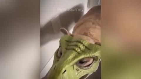 BEST FUNNIEST CATS AND DOGS VIDEOS 2024 😂FUNNY ANIMAL VIDEOS|PART 2
