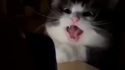 funny cat 🤣🤣🤣