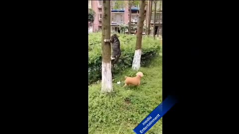 Most funniest cat and dogs videos | like and subscribe CHANNEL MEDIA INTERTAINMENT