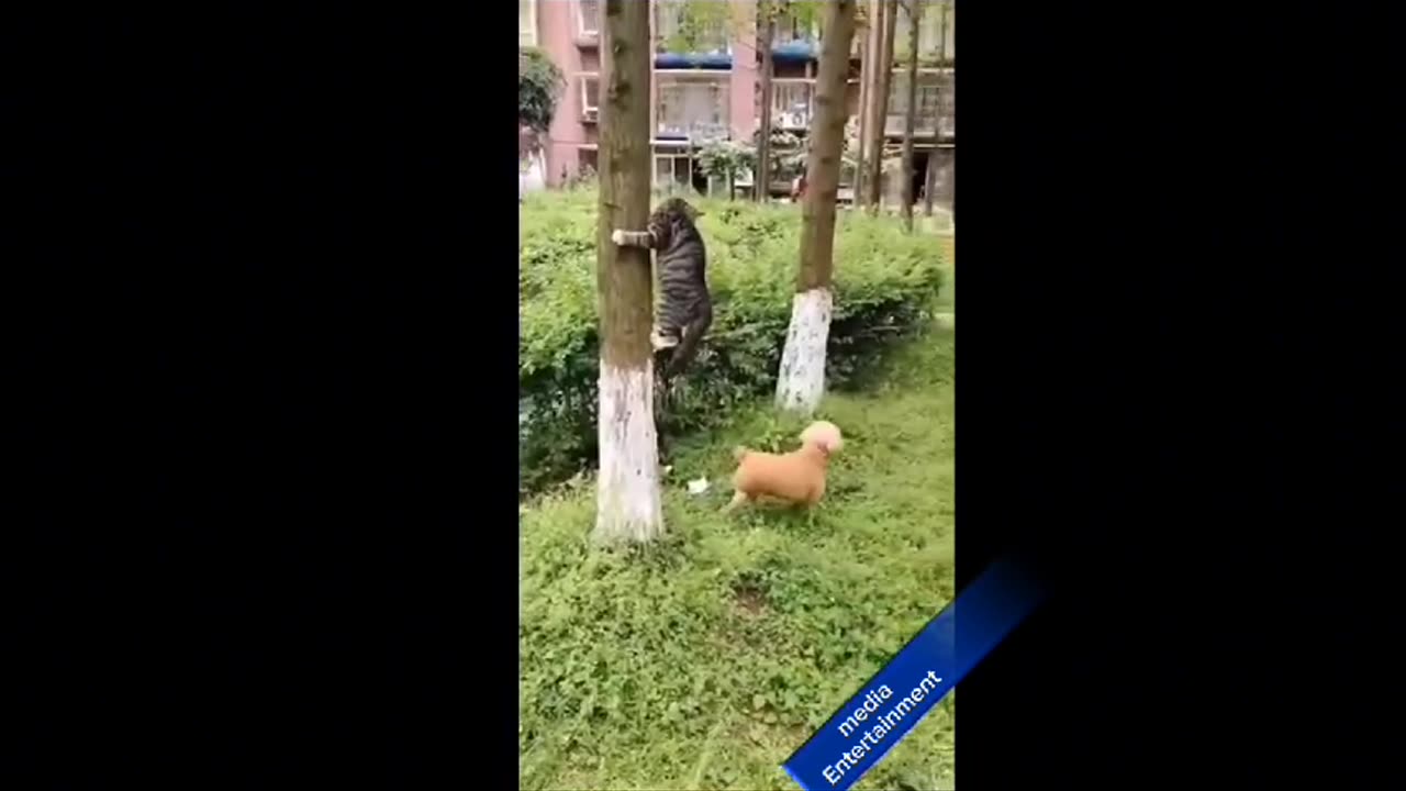 Most funniest cat and dogs videos | like and subscribe CHANNEL MEDIA INTERTAINMENT