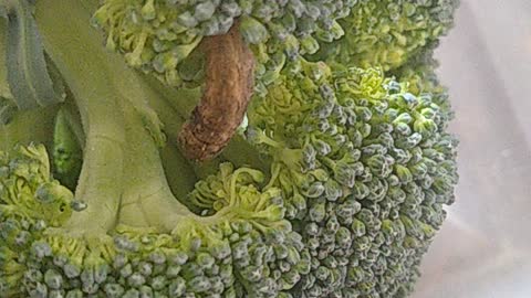 Brocco Pillar