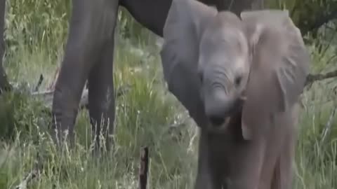 Elefant Lion fighter lion tiger real life views