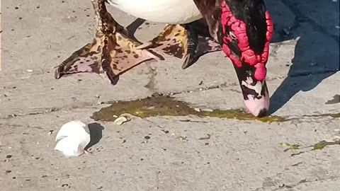 Sticky rice prank