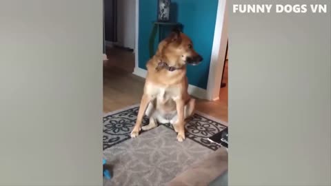 Funniest Dogs And Cats 🐱🐶 Best Funniest Animals Videos 2023 😍 #58