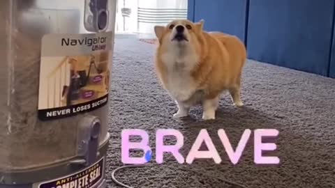 Dogs are Scared of Everything!