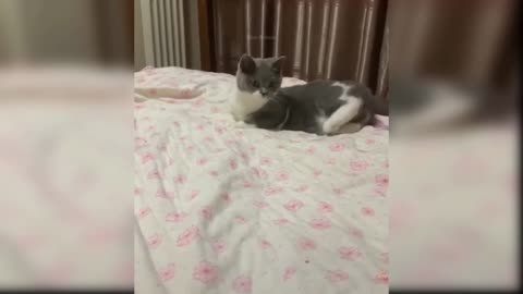 Cat video ha ha ha 😆😆😆