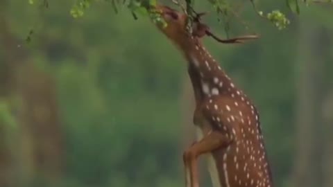 The deer stood up to eat the leaves