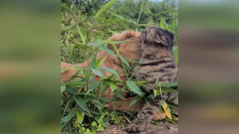 Funny animals - Funny cats / dogs - Funny animal videos 260