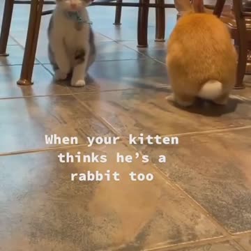 A confused little kitten thinks it's a bunny. #epicallyadorable!