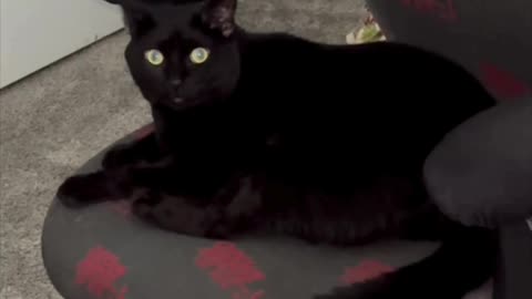 Cute Precious Piper is a Hard Working Office Manager - Adopting a Cat from a Shelter Vlog #shorts