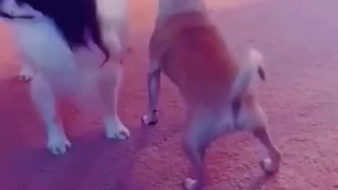 Dog Funny Video