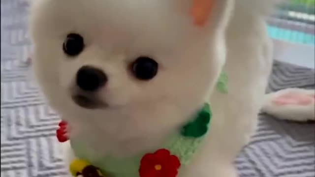 Baby Dogs -Funniest and Cutest Labrador Puppies Best Funny Animal Videos Part #55