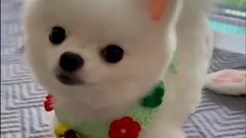 Baby Dogs -Funniest and Cutest Labrador Puppies Best Funny Animal Videos Part #55