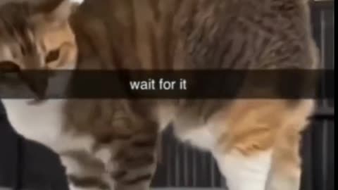 Cat's funny moments