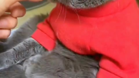 Kitty