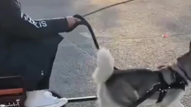 Cute pet debut plan: husky can finally play its role as a sled dog! 😂