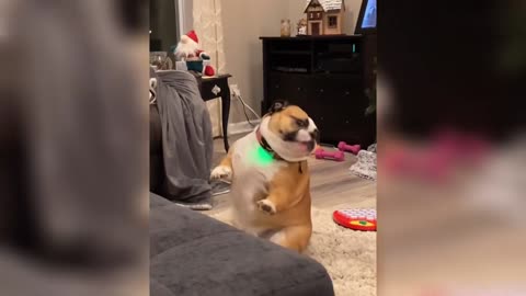 Dilemma Of Raising Animals Or Not