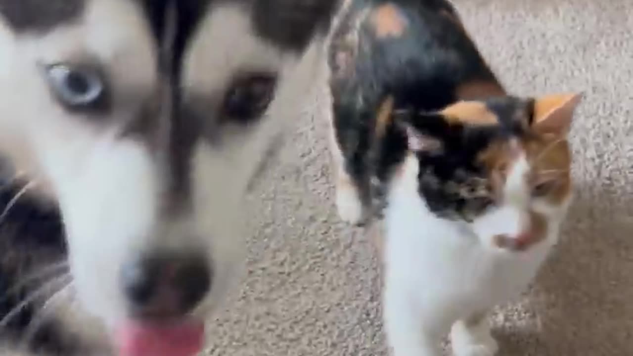 Dog and Cat Co-Parent -π±π»πΉπ°β£οΈ- ViralHog Dog and Cat Co-Parent