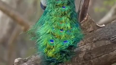 Lovely Peacock 🤗