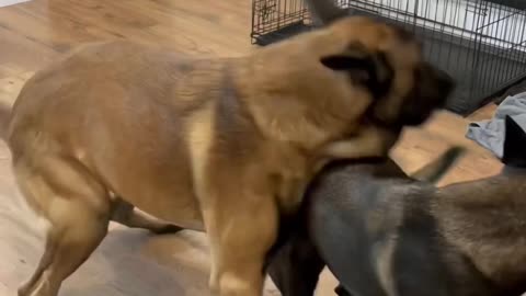 Dog Snack Using Nutri Source Dog Food #dog #belgianmalinois #dogfood
