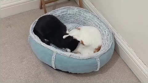 Cats Fight Over Bed Compilation