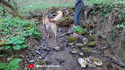 German Shepherd Attacks Pitbull [OFF LEASH DOG PARK] Part 1