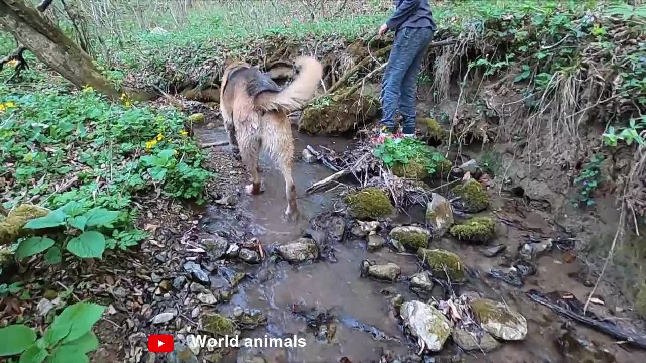 German Shepherd Attacks Pitbull [OFF LEASH DOG PARK] Part 1