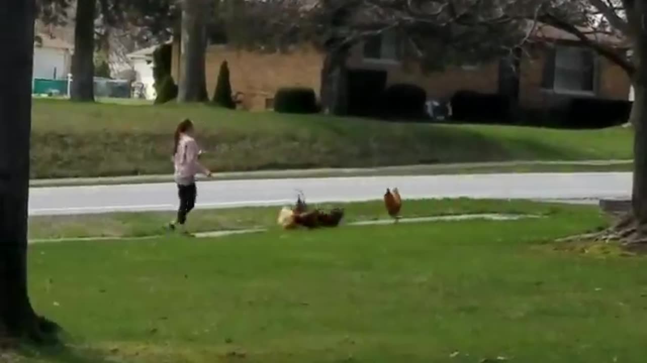 Well Trained Chicken Flock. Farm Life