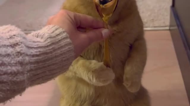 When you’re a strong, independent man who can hold his own spoon 🥄 #catsoftiktok #adoptdontshop