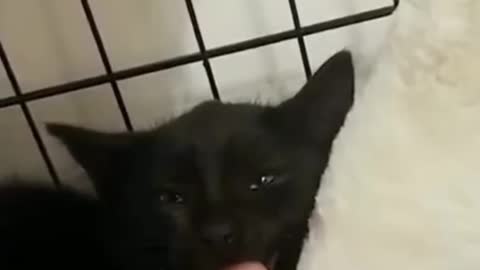 LOL Animals Funny Video