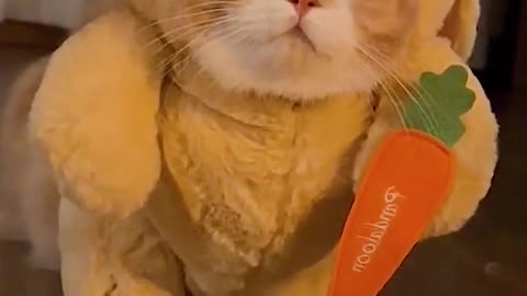 Cute cat wearing clothes | funny cat video