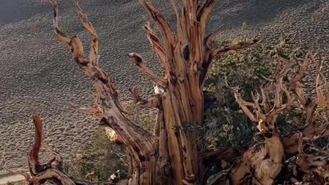 Do you know thatthe oldest trees in the world are located in California
