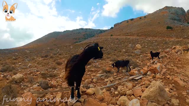 Animal Sounds - Cow, Dog, Cat, Fish, Sheep, Birds, Pig, and Horse - Learn the Life of Animals