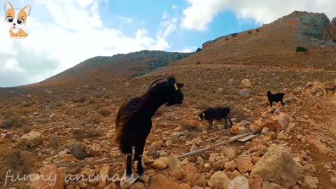 Animal Sounds - Cow, Dog, Cat, Fish, Sheep, Birds, Pig, and Horse - Learn the Life of Animals