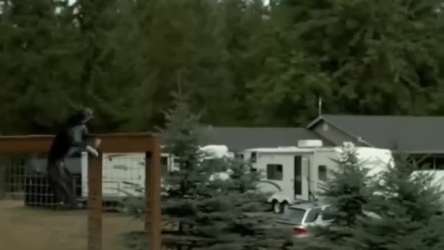 Fastest and most Athletic Dog