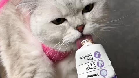 How to trim your cats claws