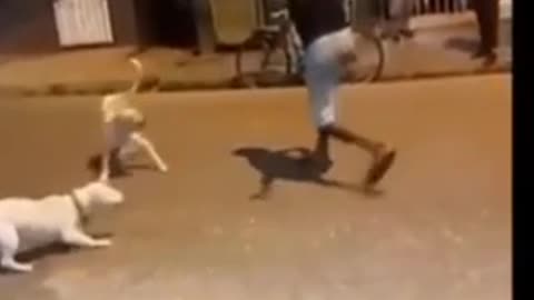 Man vs Dog
