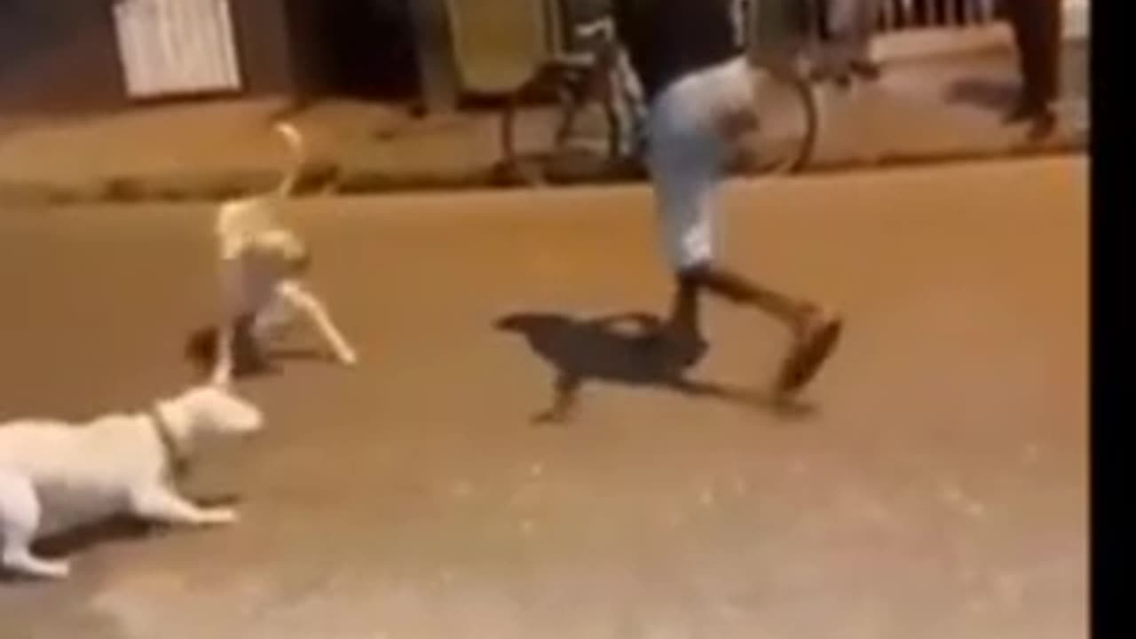 Man vs Dog