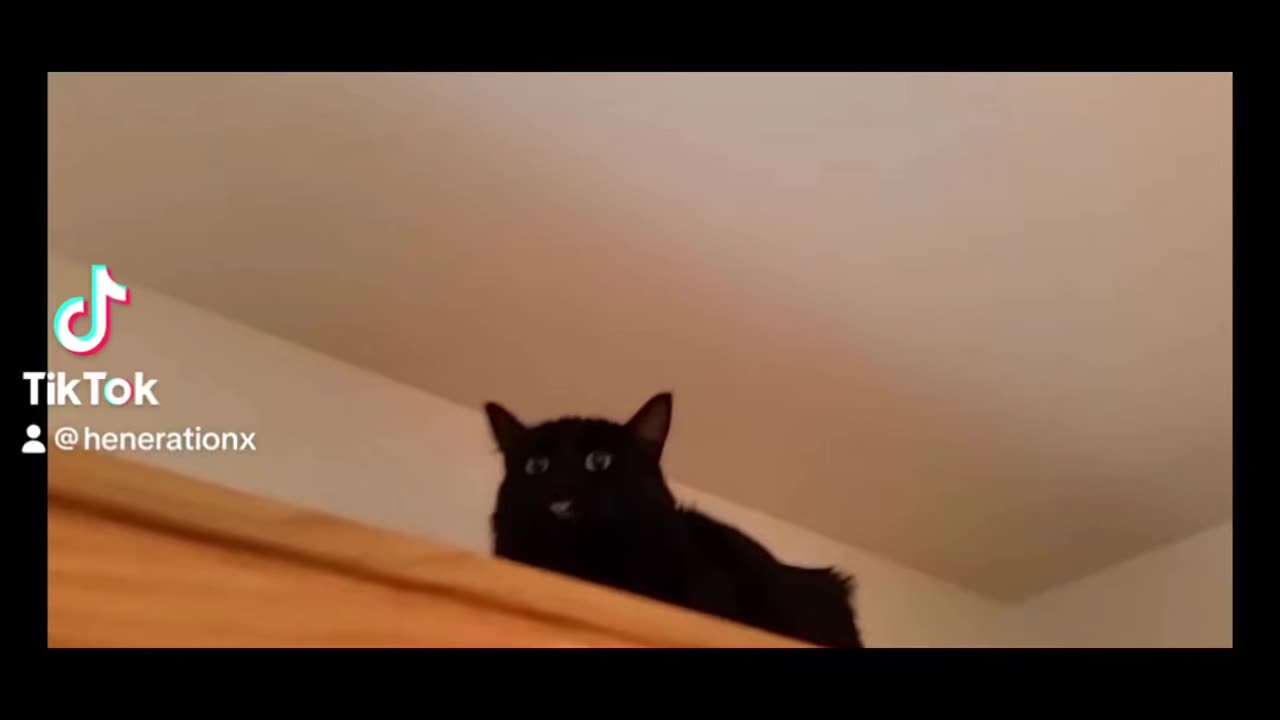 Strange cats 😂😂😂😺