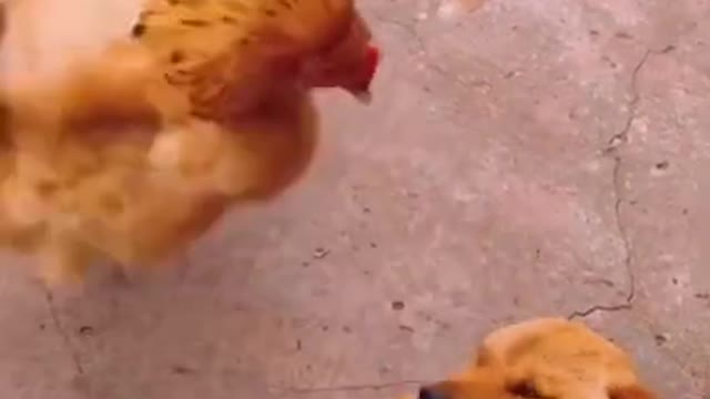 The Dog Thinks He's Dreaming 😂 - Funny Dogs Videos 2021