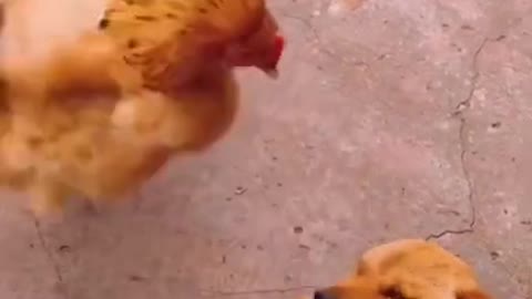 The Dog Thinks He's Dreaming 😂 - Funny Dogs Videos 2021