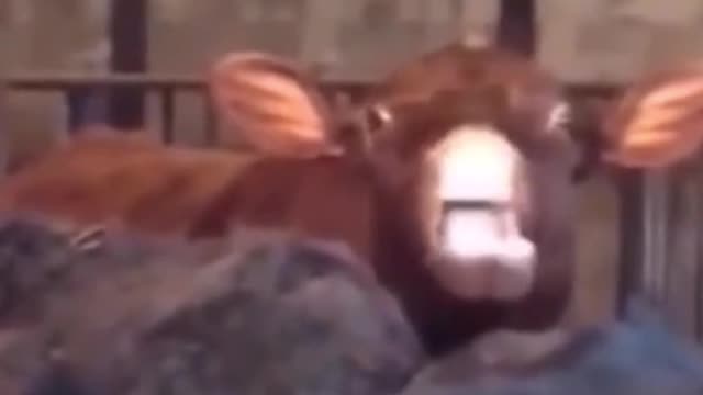Do you see the cow's tongue?